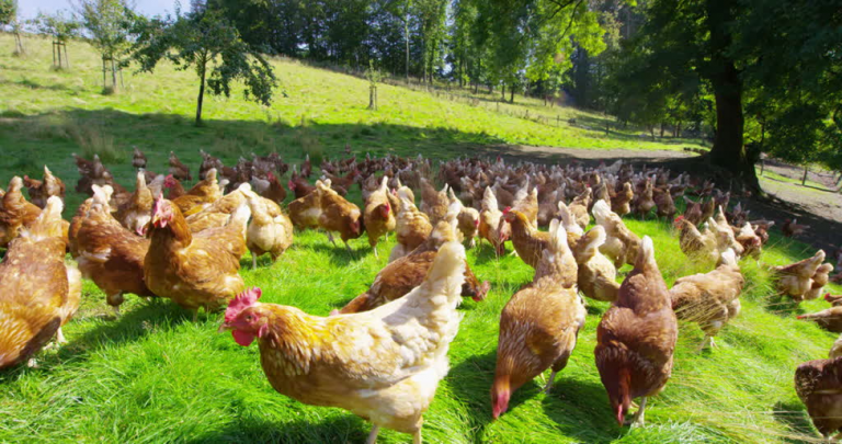 essay about poultry farming