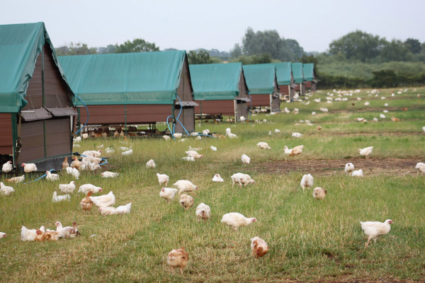 Thesis about poultry production in the philippines picture
